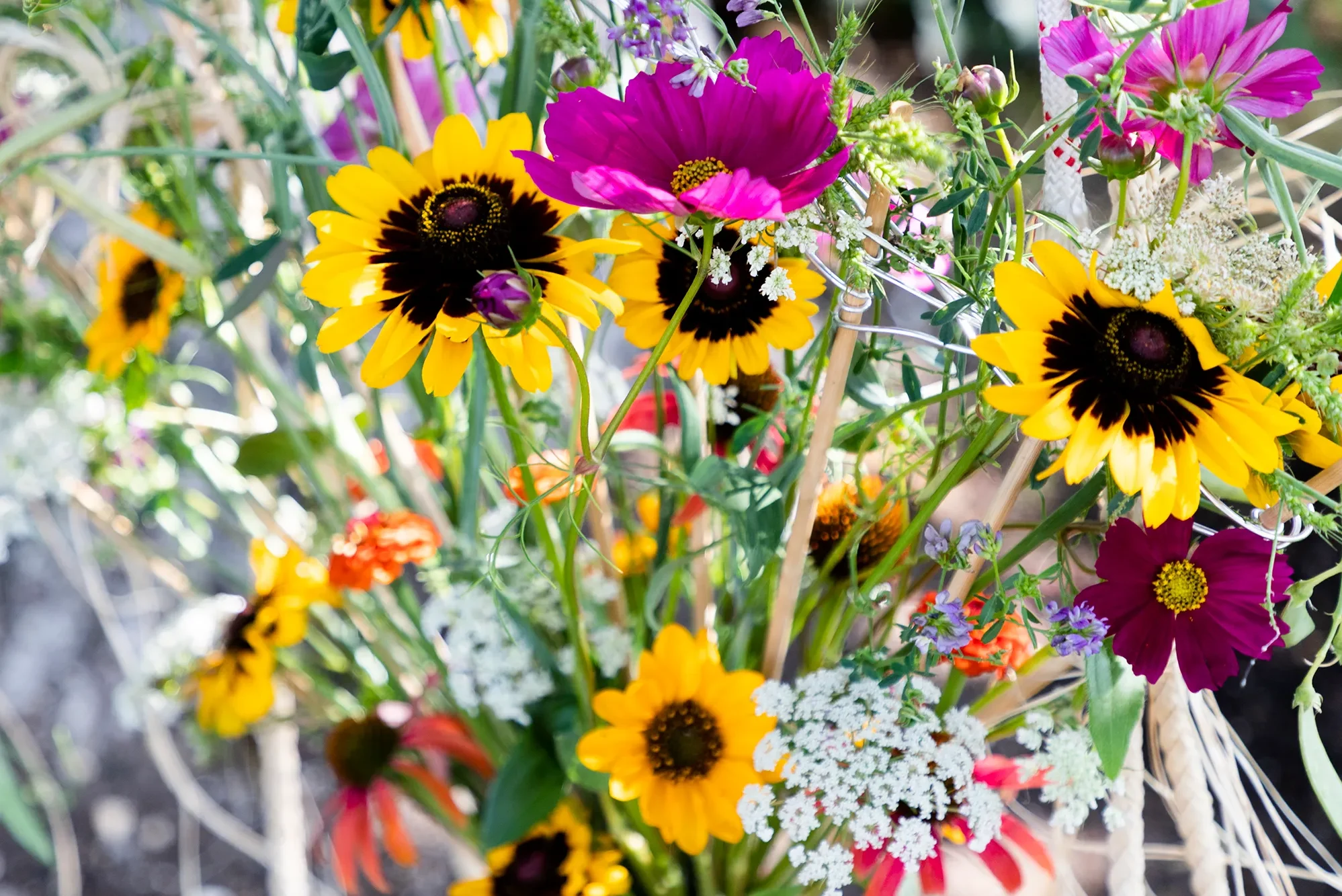 Bunte Sommerblumen